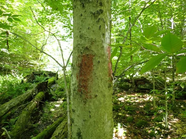 $191,000 | 0 Green Mountain Road, Waterbury, VT 05676