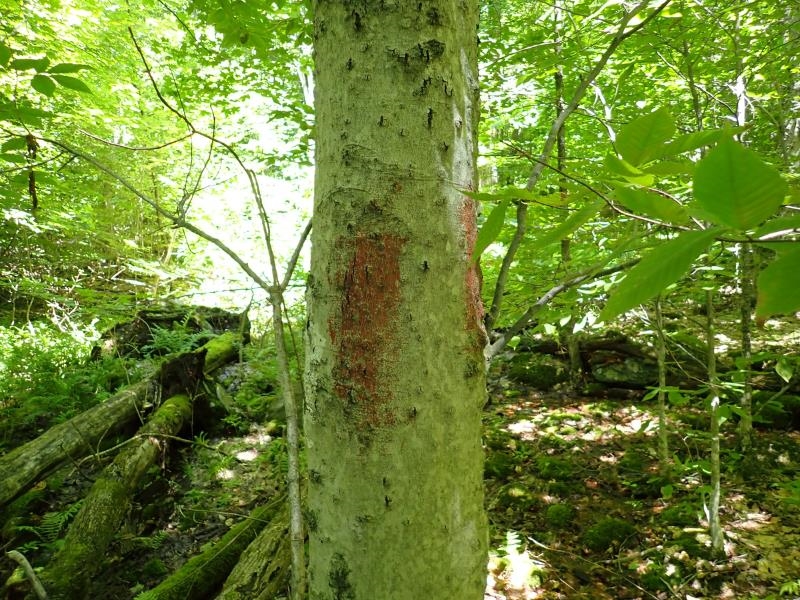 0 Green Mountain Road Waterbury, VT 05676 - Photo 15 of 16