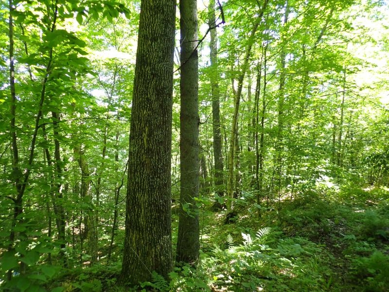 0 Green Mountain Road Waterbury, VT 05676 - Photo 10 of 16