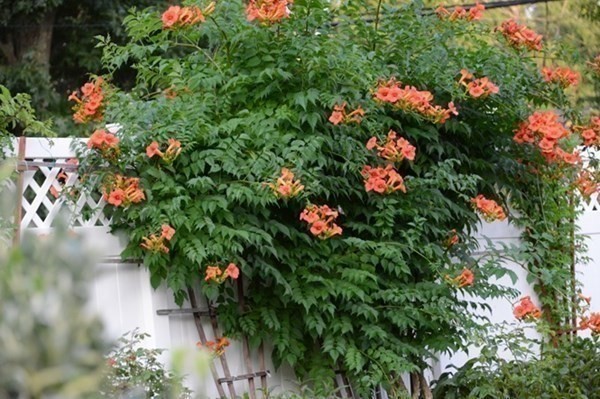 1 Ridgewood Street Ashland, MA 01721 - Photo 25 of 30 a picture of flowers