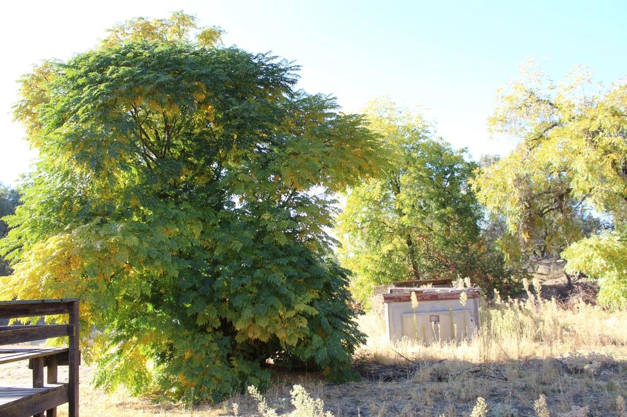 38289 Road 415 Raymond, CA 93653 - Photo 8 of 21