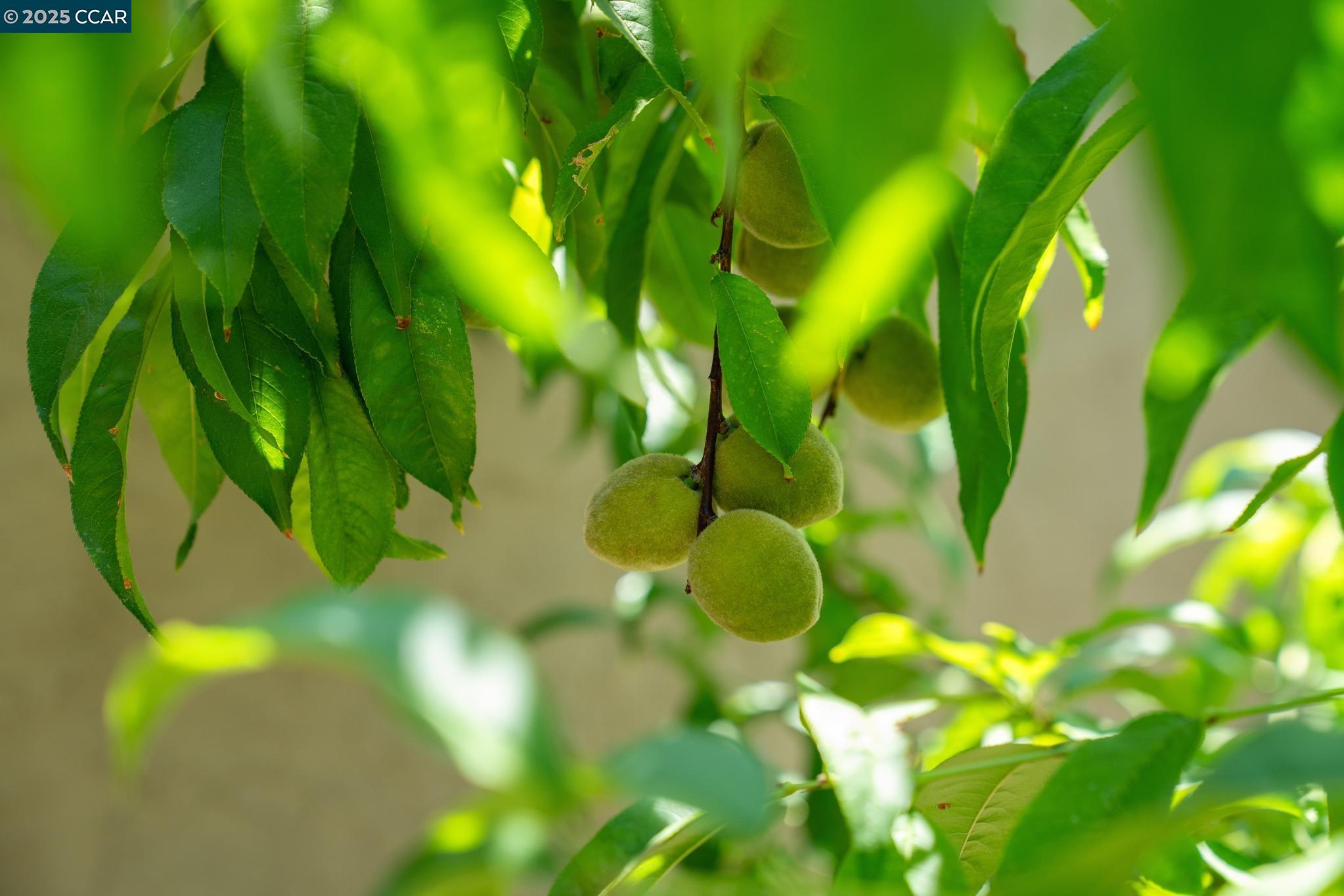 1158 St Matthew Place, Unit 107 Concord, CA 94518 - Photo 36 of 37