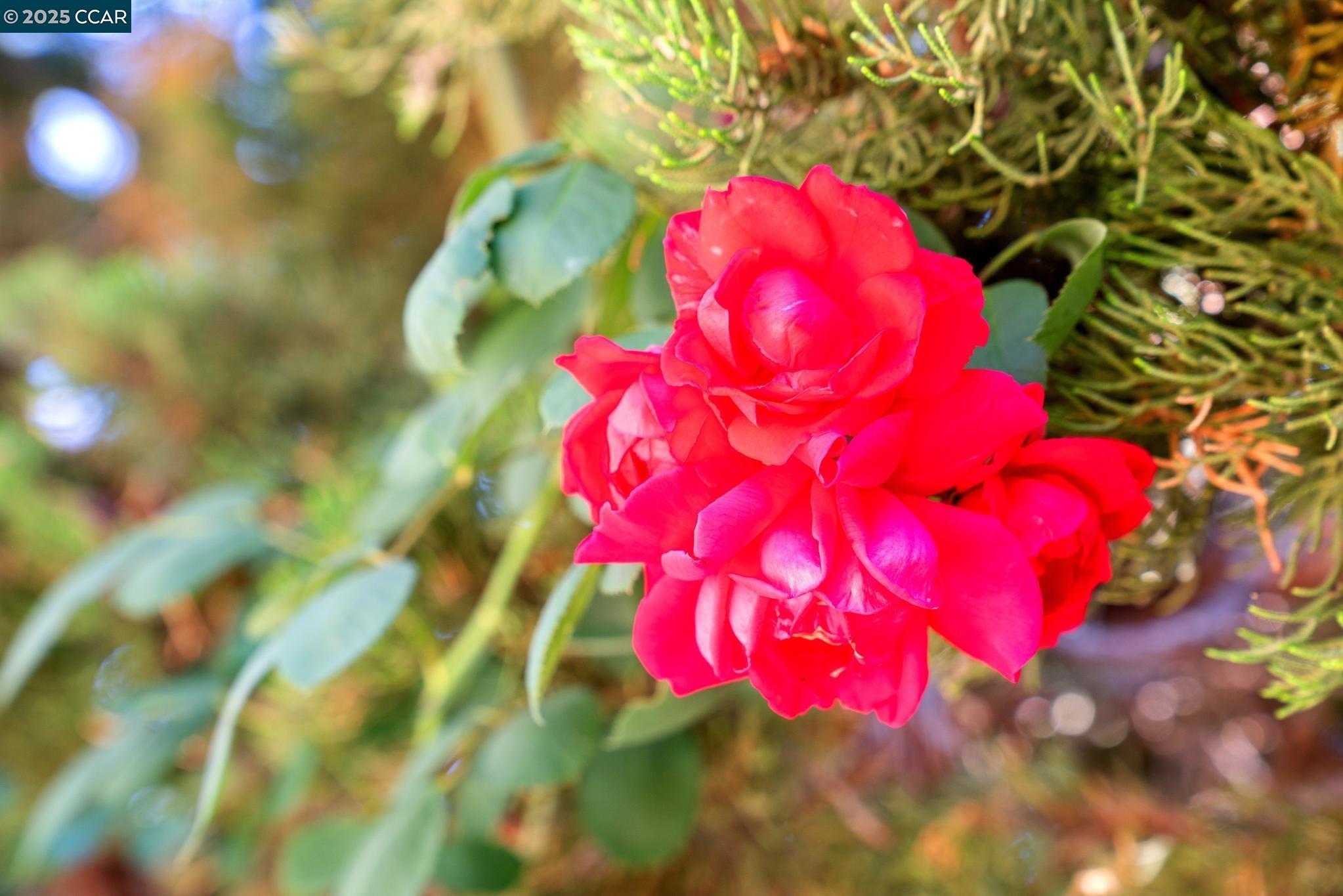 1158 St Matthew Place, Unit 107 Concord, CA 94518 - Photo 37 of 37