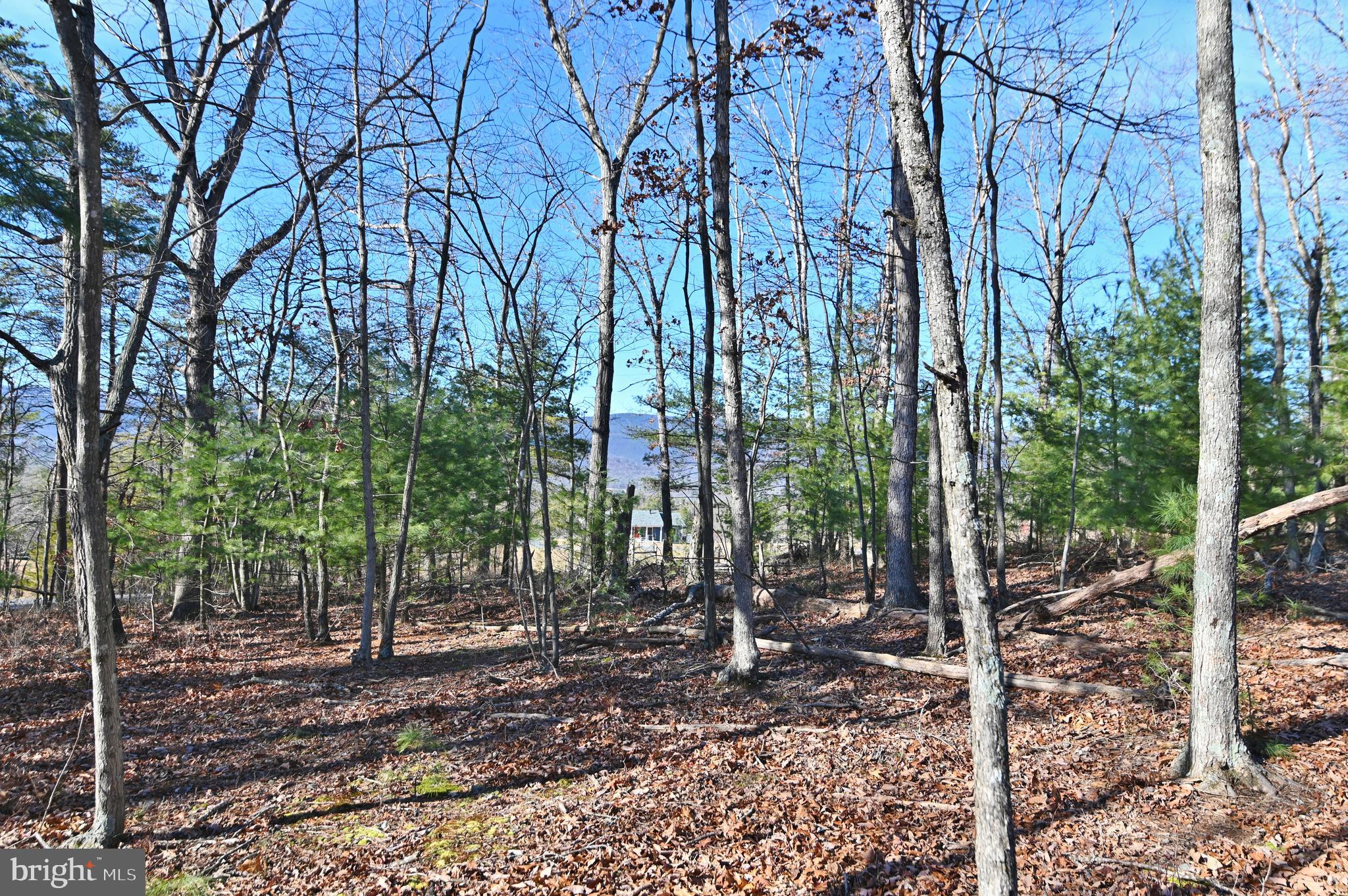 Jerome Road Mount Jackson, VA 22842 - Photo 11 of 20 a backyard of a house with lots of green space