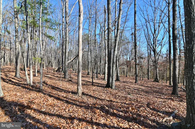 a view of a forest filled with trees