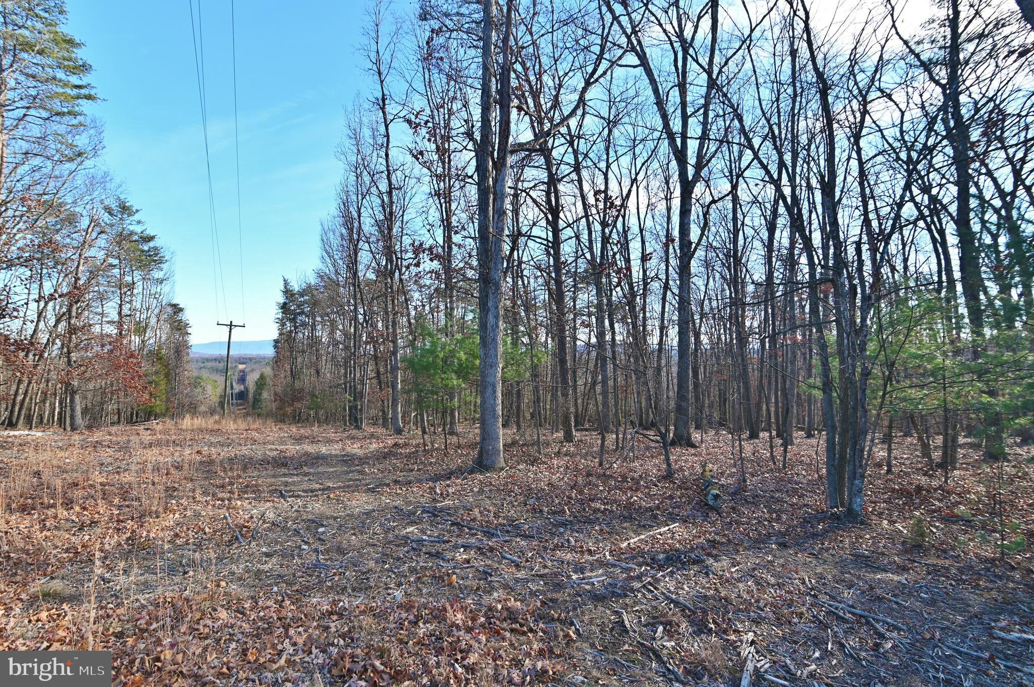 Jerome Road Mount Jackson, VA 22842 - Photo 15 of 20 a view of outdoor space with trees