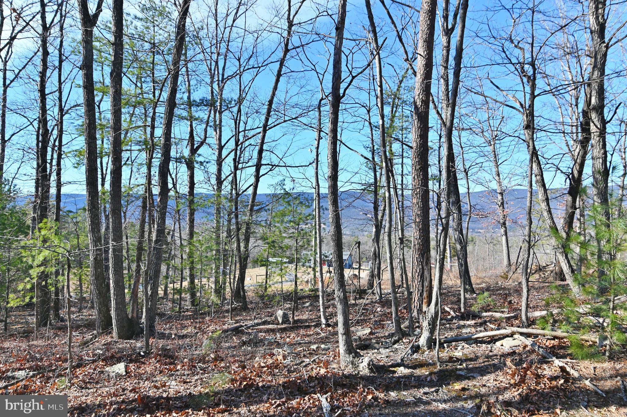Jerome Road Mount Jackson, VA 22842 - Photo 6 of 20 a view of a garden with trees