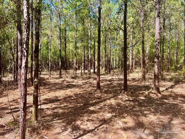 a view of outdoor space with lots of trees