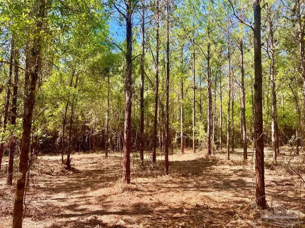 a view of a forest filled with trees