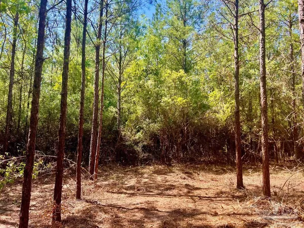 a view of a forest filled with trees