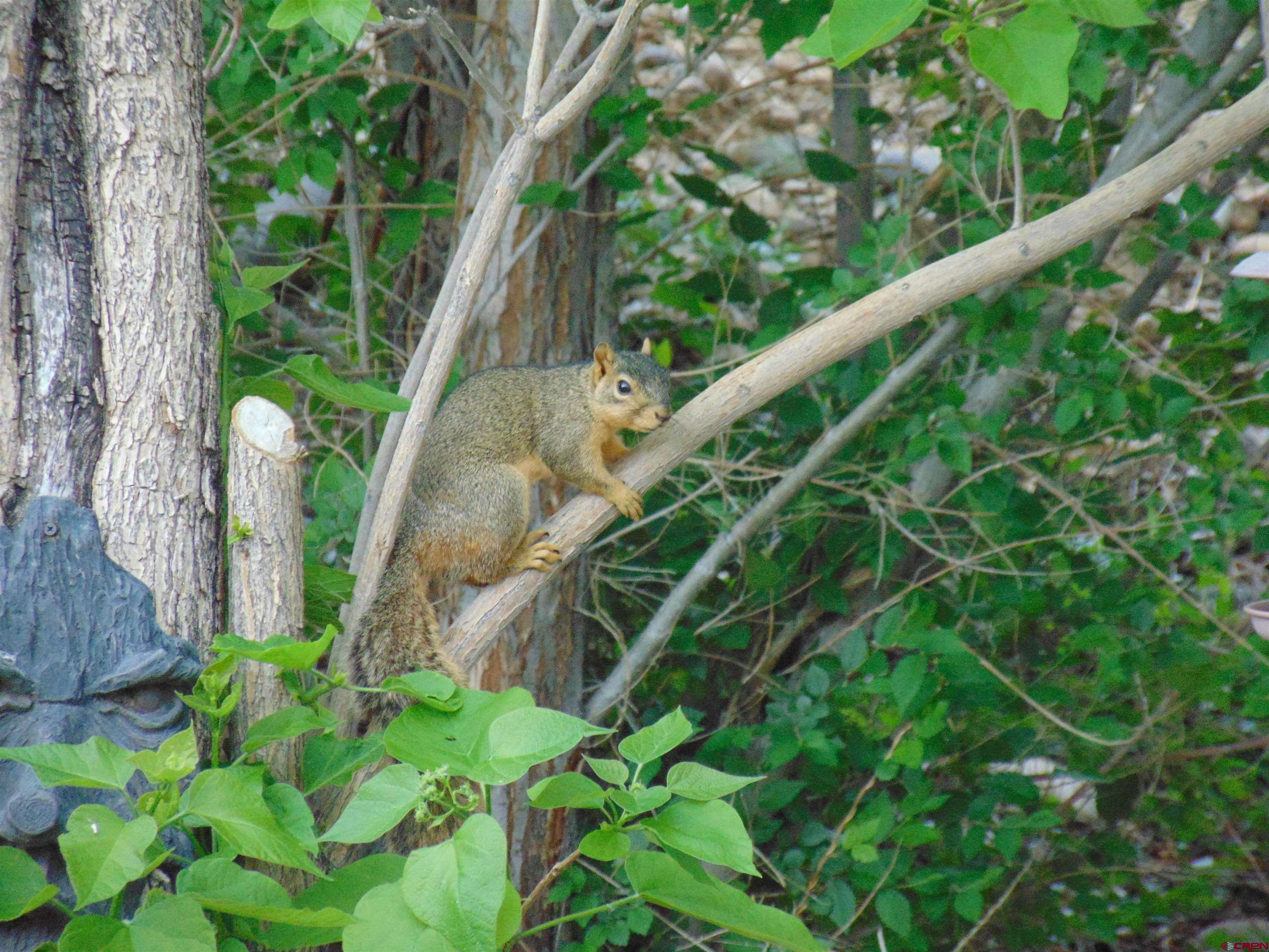 188 Bert Street Delta, CO 81416 - Photo 34 of 36 a close up of a plant in a garden