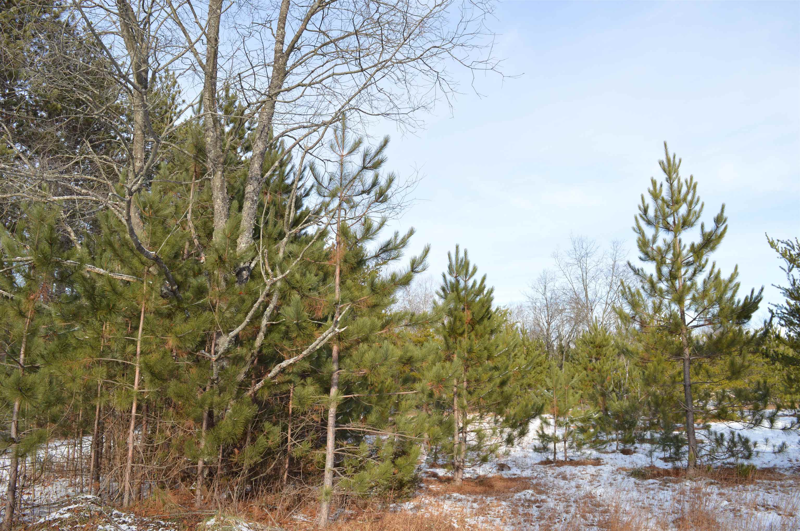 Off Wood Road Northeast Kalkaska, MI 49646 - Photo 2 of 22