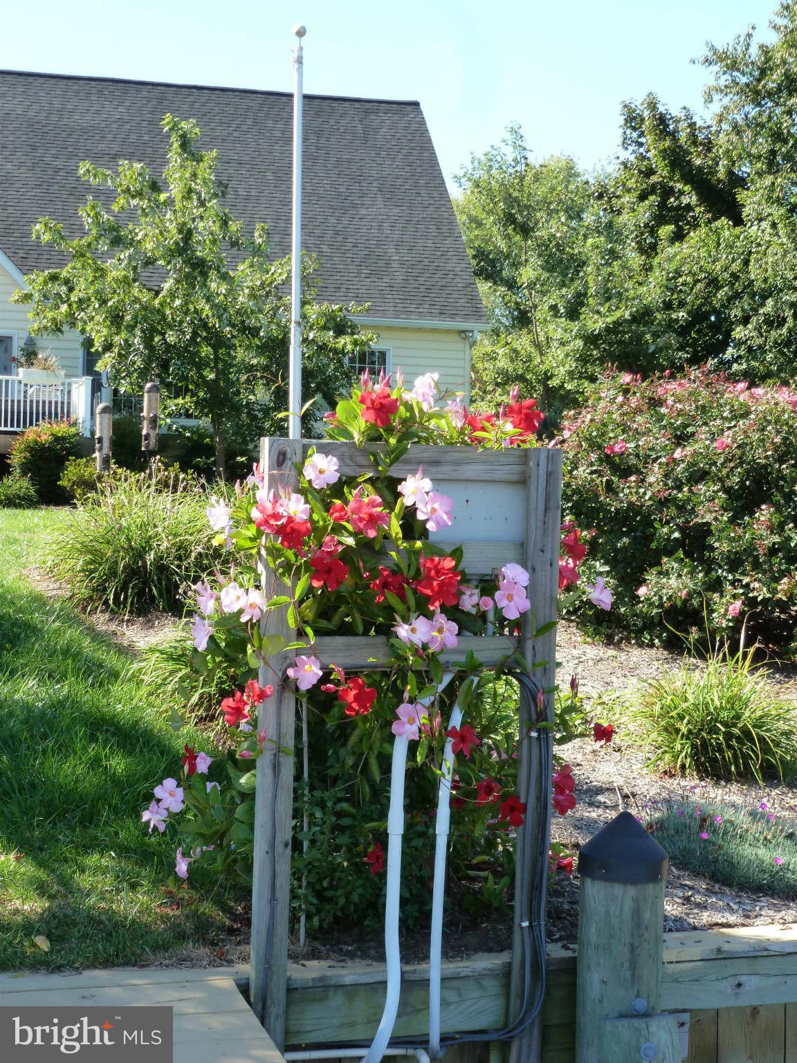 8095 Ventnor Road Pasadena, MD 21122 - Photo 28 of 30 Beautiful Gardens all around