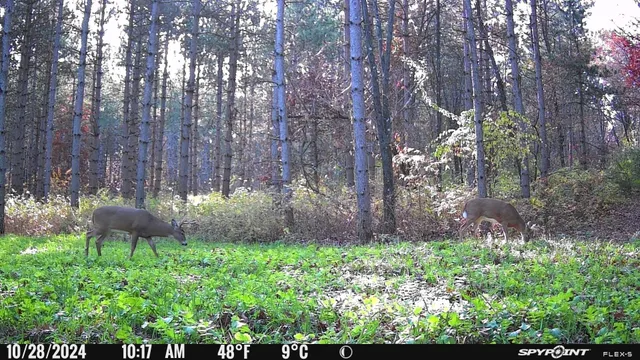 $259,900 | 8752 Hwy A Almond Wi 54909, Almond, WI 54909