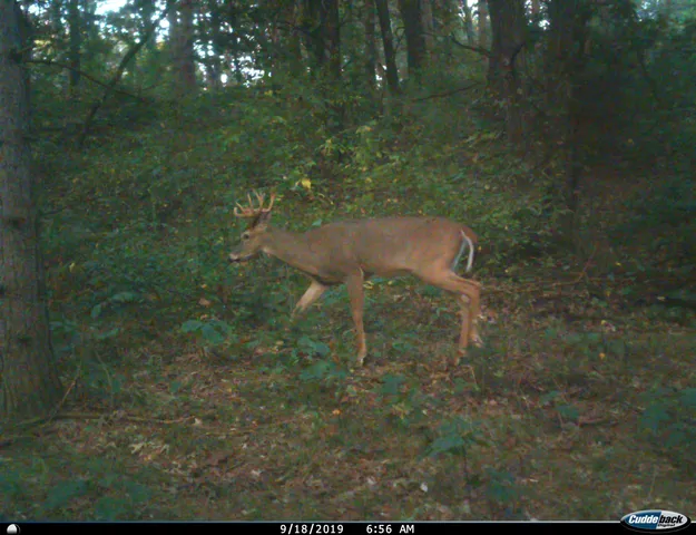 $259,900 | 8752 Hwy A Almond Wi 54909, Almond, WI 54909