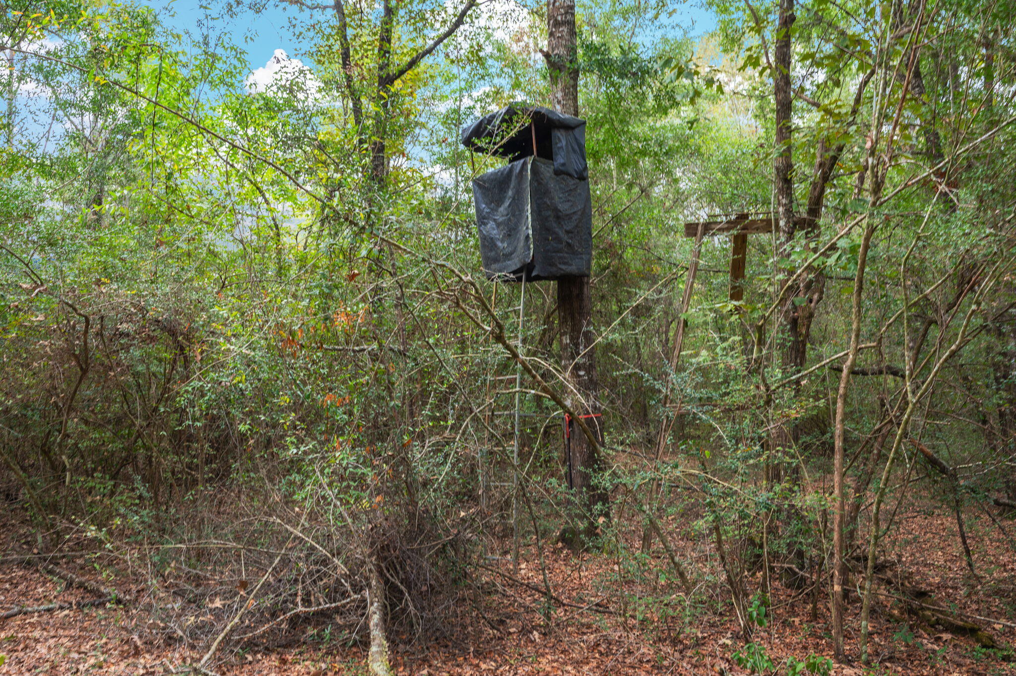 25727 Fifth Avenue Florala, AL 36442 - Photo 11 of 43 a close up of a plant in a garden