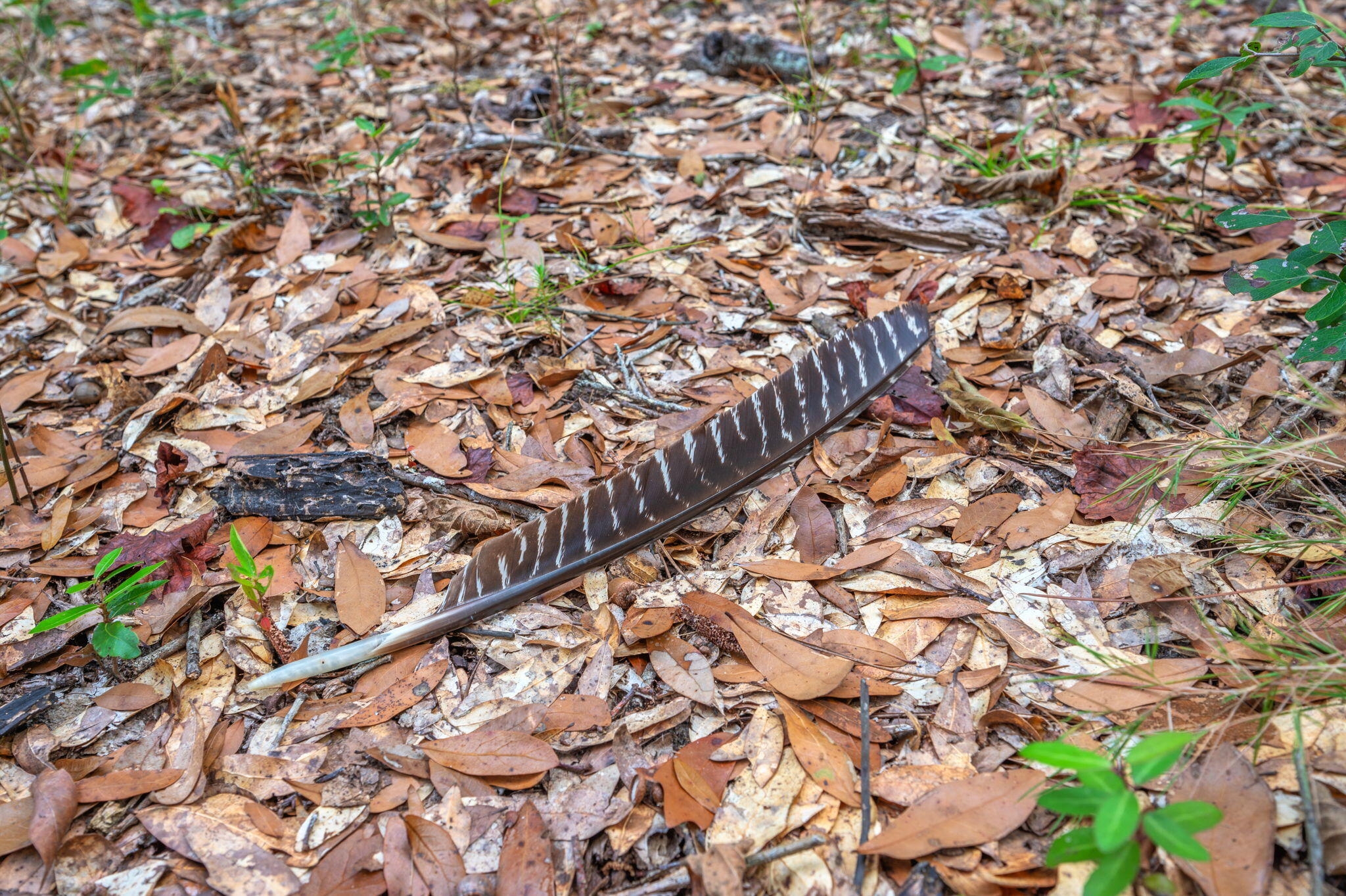 25727 Fifth Avenue Florala, AL 36442 - Photo 12 of 43 unknown