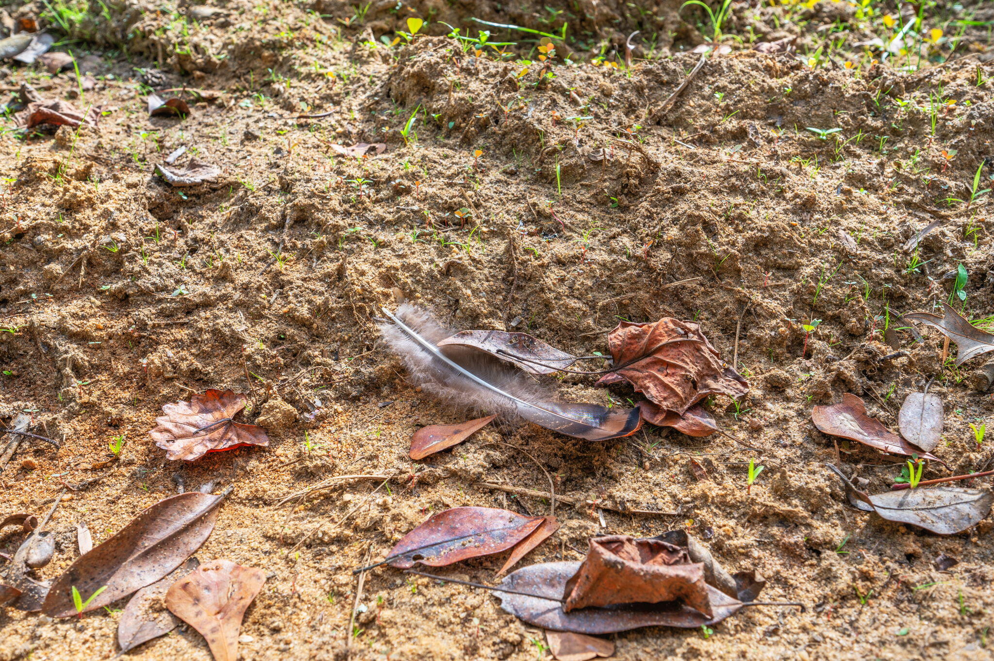 25727 Fifth Avenue Florala, AL 36442 - Photo 13 of 43