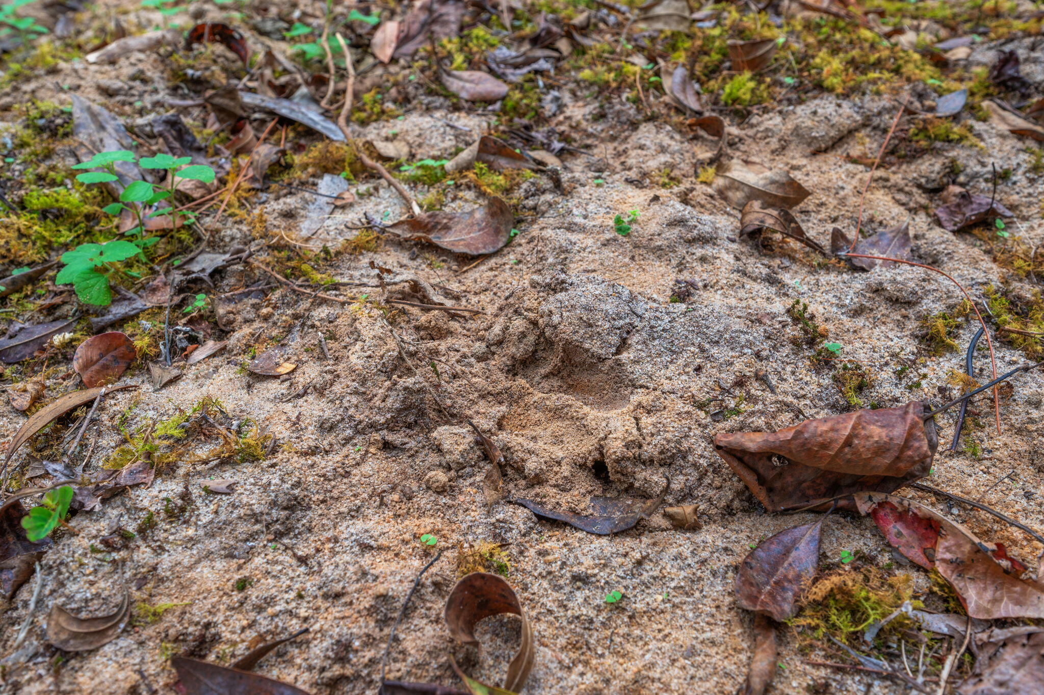 25727 Fifth Avenue Florala, AL 36442 - Photo 14 of 43 a view of a tree