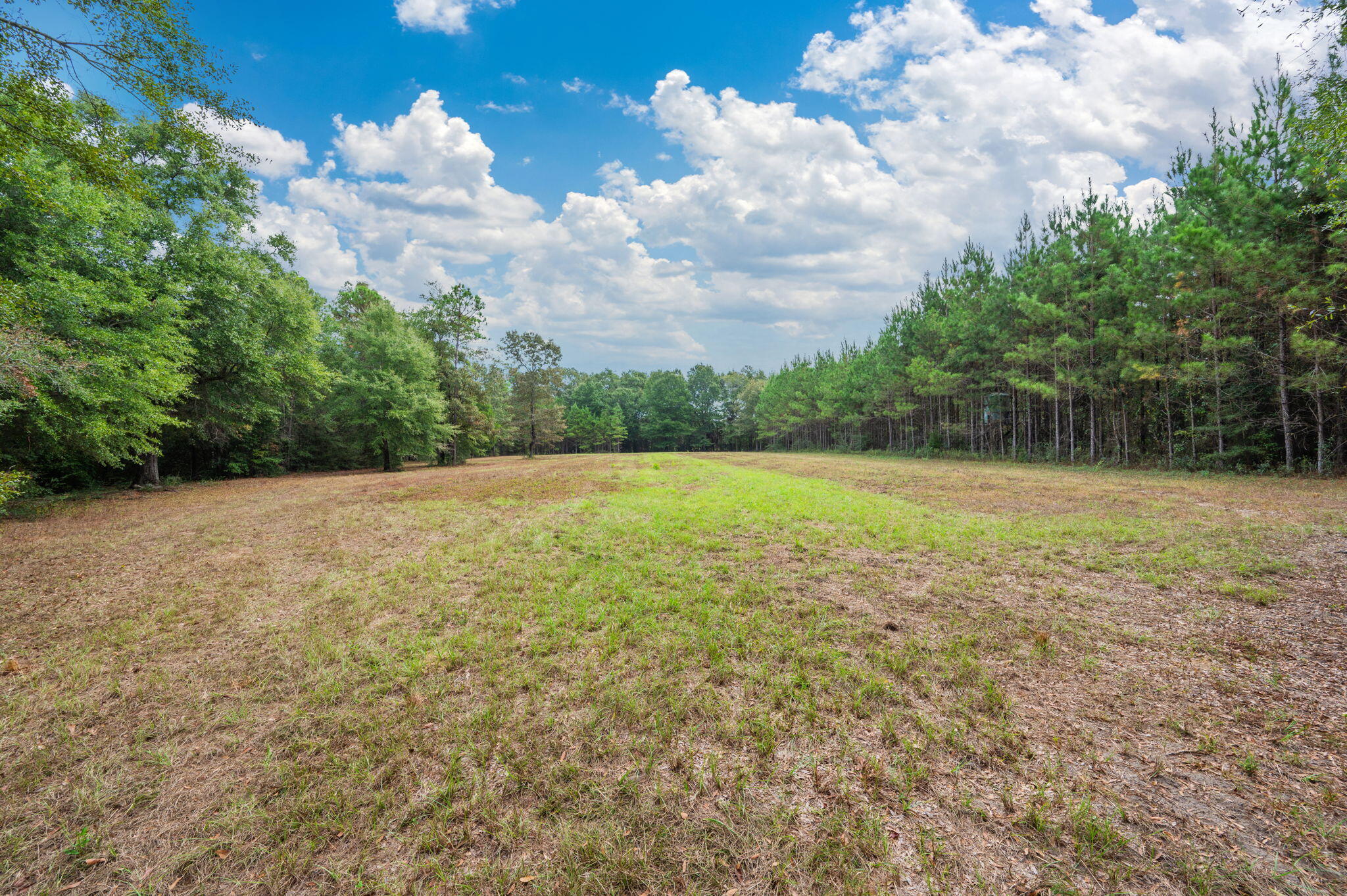 25727 Fifth Avenue Florala, AL 36442 - Photo 16 of 43 a view of a field with trees in the background
