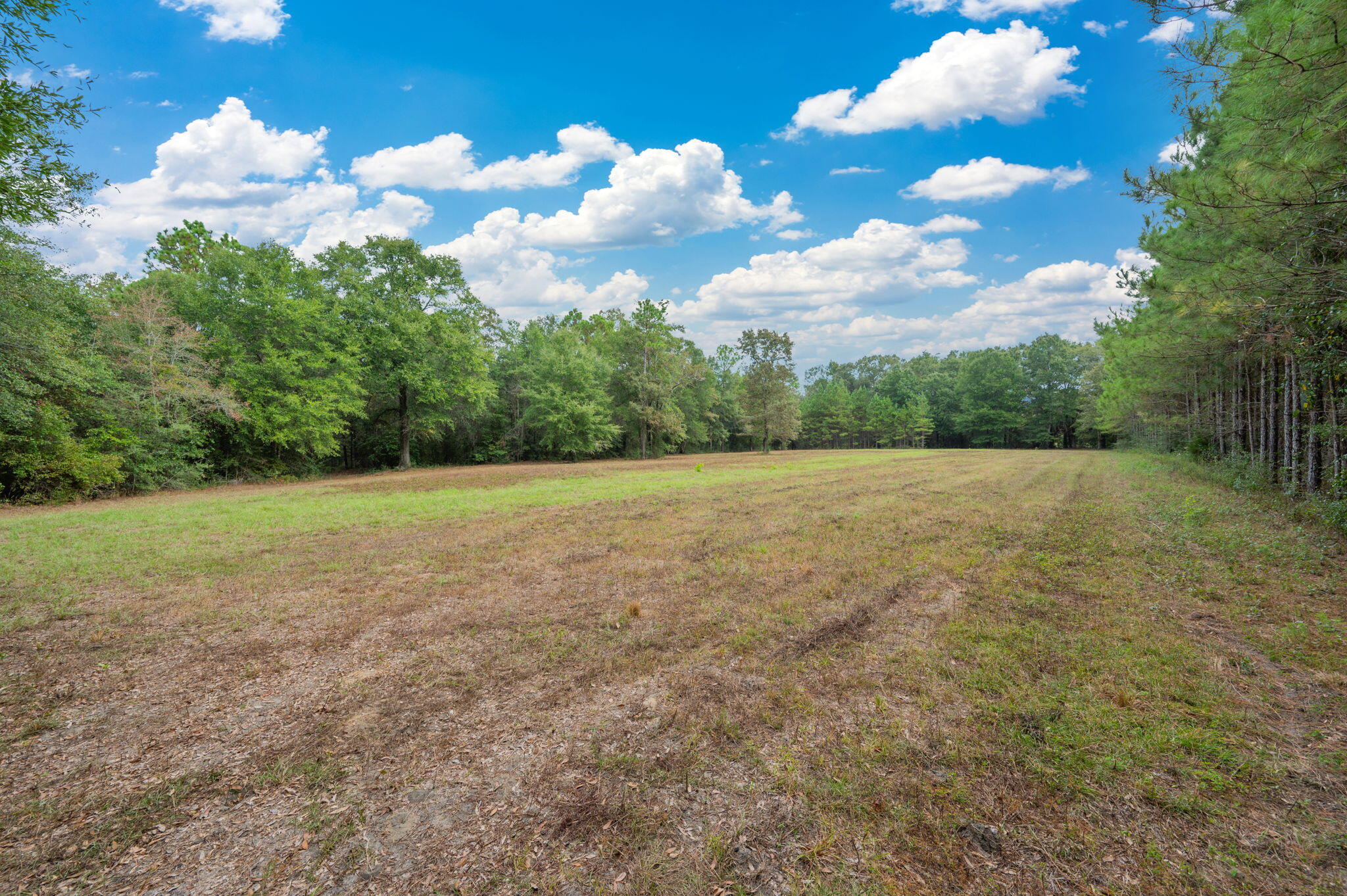 25727 Fifth Avenue Florala, AL 36442 - Photo 17 of 43 a view of a field with an trees