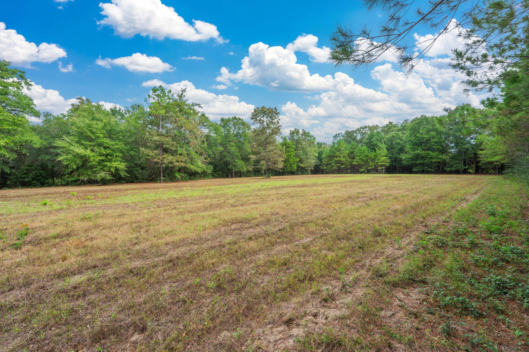 25727 Fifth Avenue Florala, AL 36442 - Photo 18 of 43 a view of a field with an trees