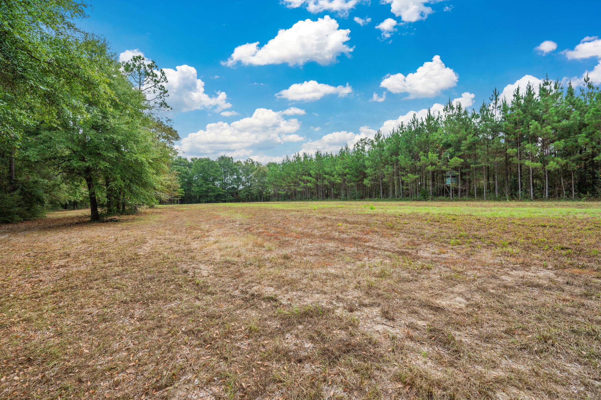 25727 Fifth Avenue Florala, AL 36442 - Photo 19 of 43 a view of a field with an trees