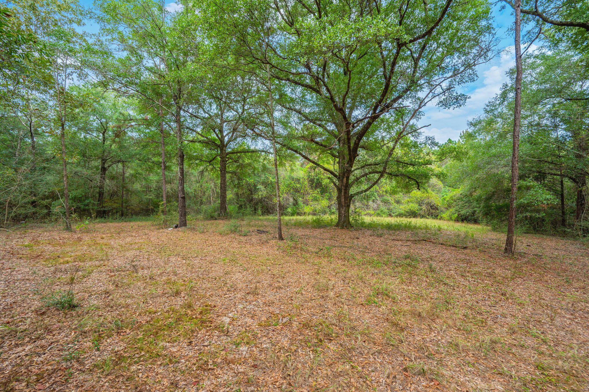 25727 Fifth Avenue Florala, AL 36442 - Photo 20 of 43 a view of outdoor space with trees