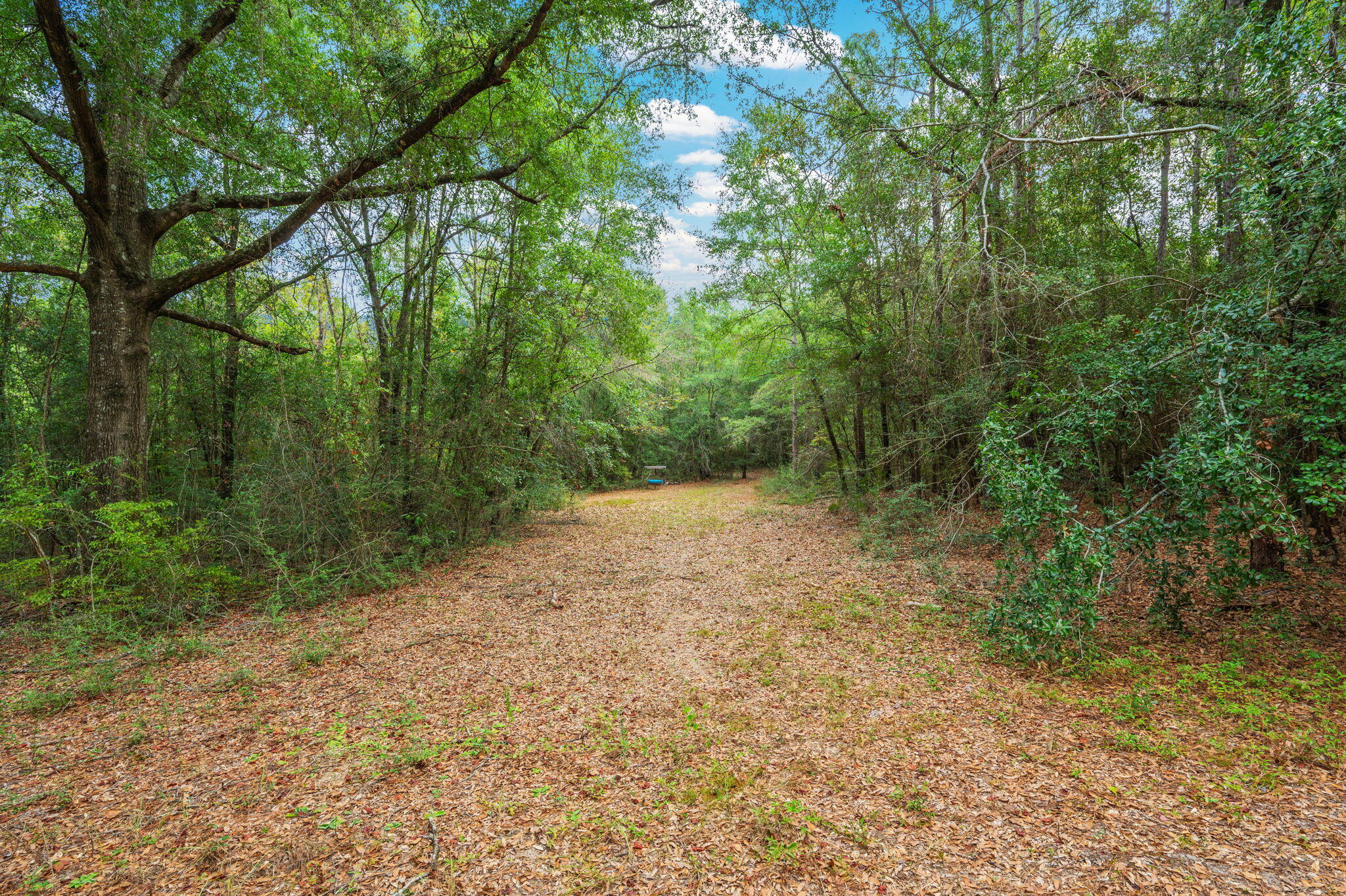 25727 Fifth Avenue Florala, AL 36442 - Photo 22 of 43 a view of a forest with trees in the background