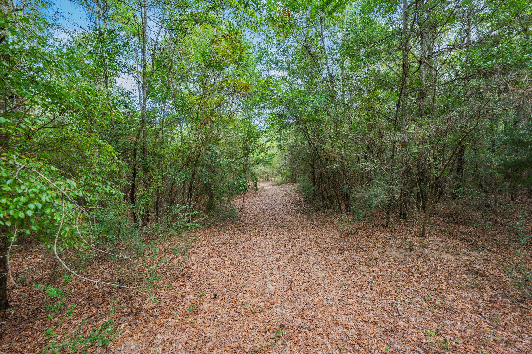 25727 Fifth Avenue Florala, AL 36442 - Photo 23 of 43 a view of a forest with trees in the background