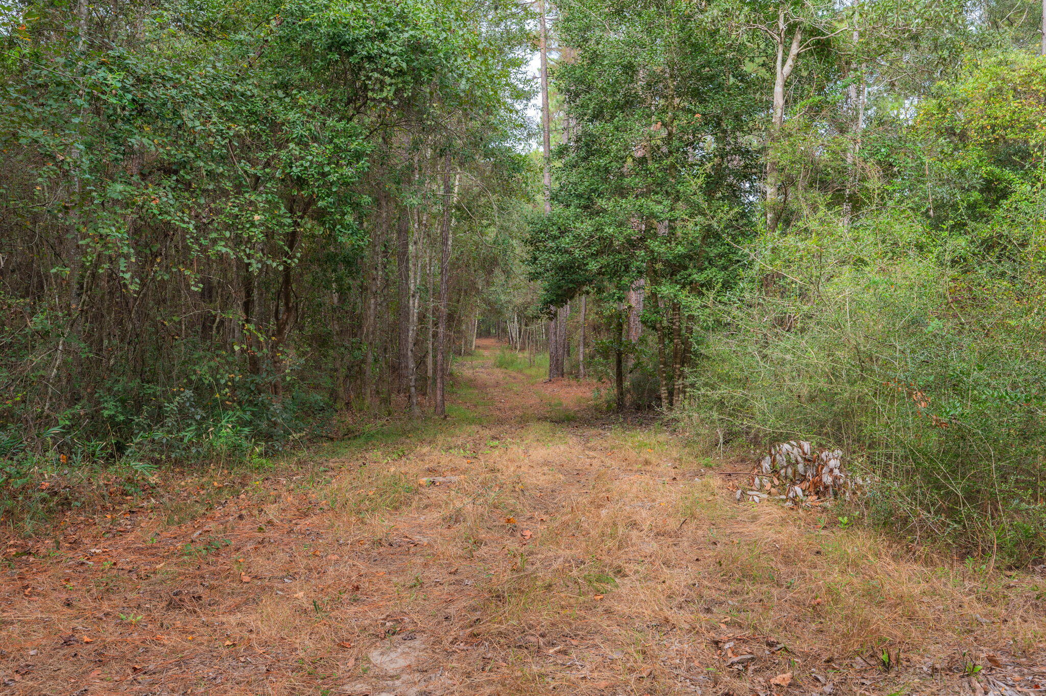25727 Fifth Avenue Florala, AL 36442 - Photo 24 of 43 a view of a room with a tree