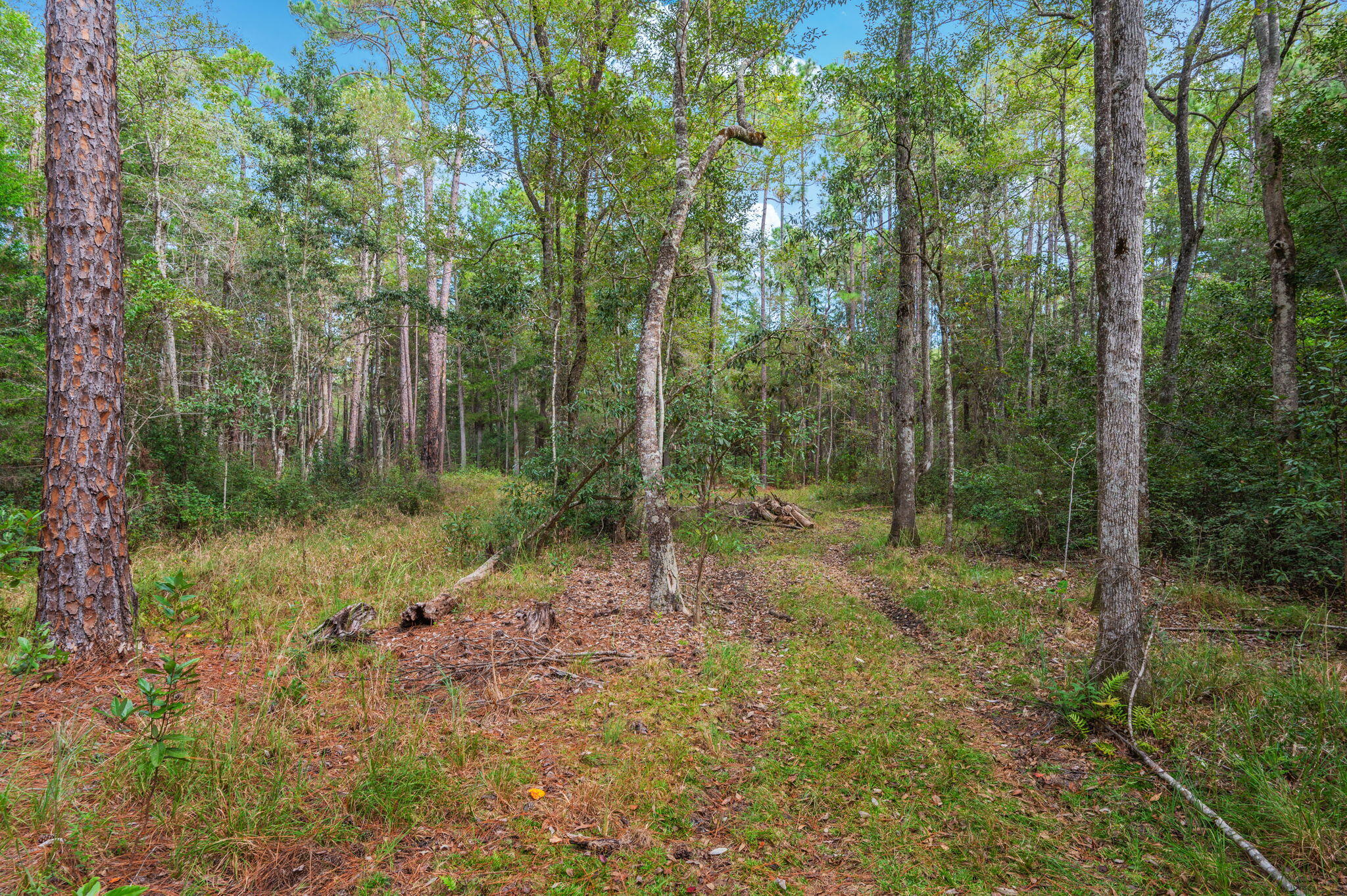 25727 Fifth Avenue Florala, AL 36442 - Photo 25 of 43 a view of a forest with trees in the background