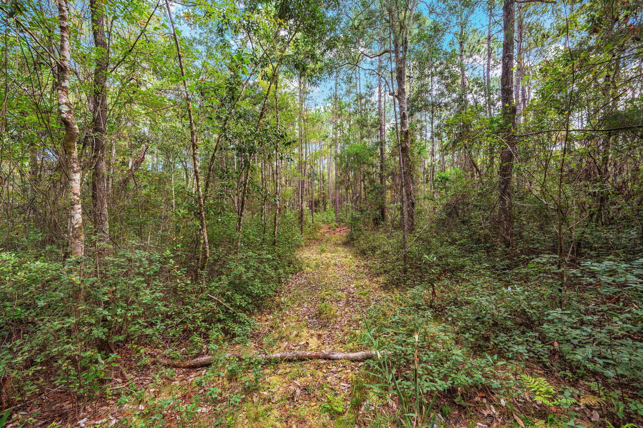 25727 Fifth Avenue Florala, AL 36442 - Photo 26 of 43 a view of a forest with trees
