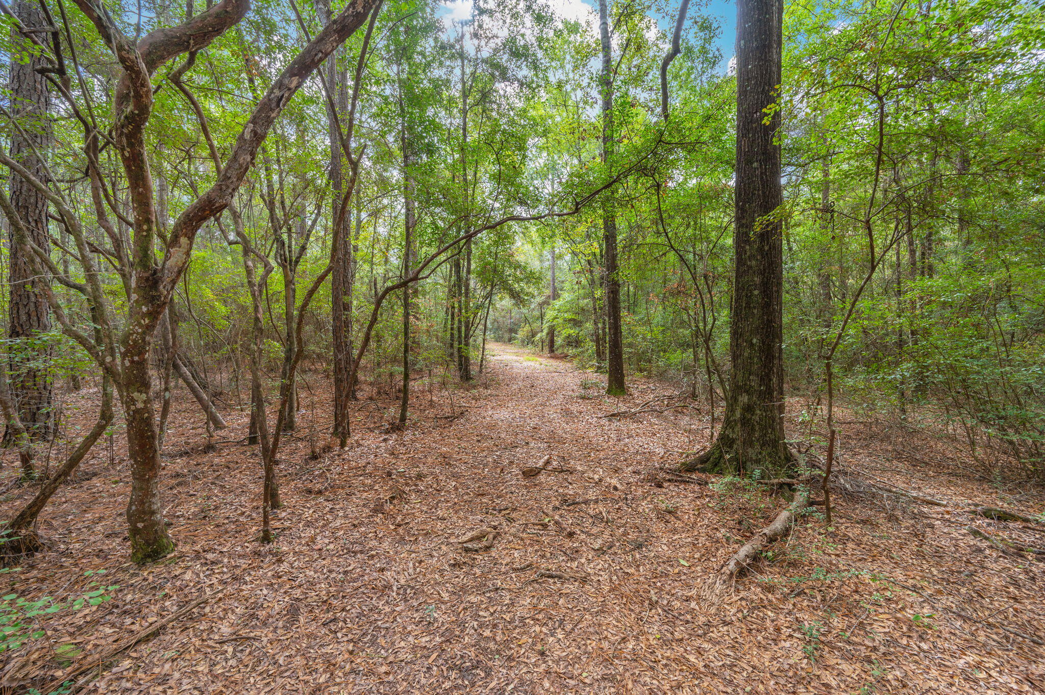 25727 Fifth Avenue Florala, AL 36442 - Photo 27 of 43 a view of a forest with trees in the background