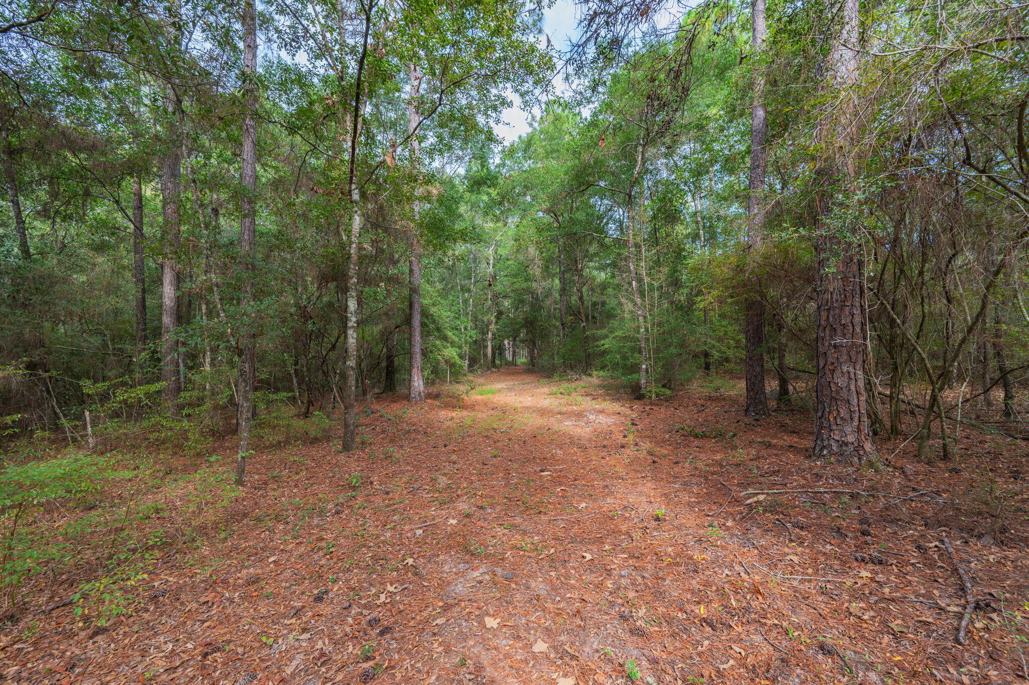 25727 Fifth Avenue Florala, AL 36442 - Photo 28 of 43 a view of a forest with trees in the background