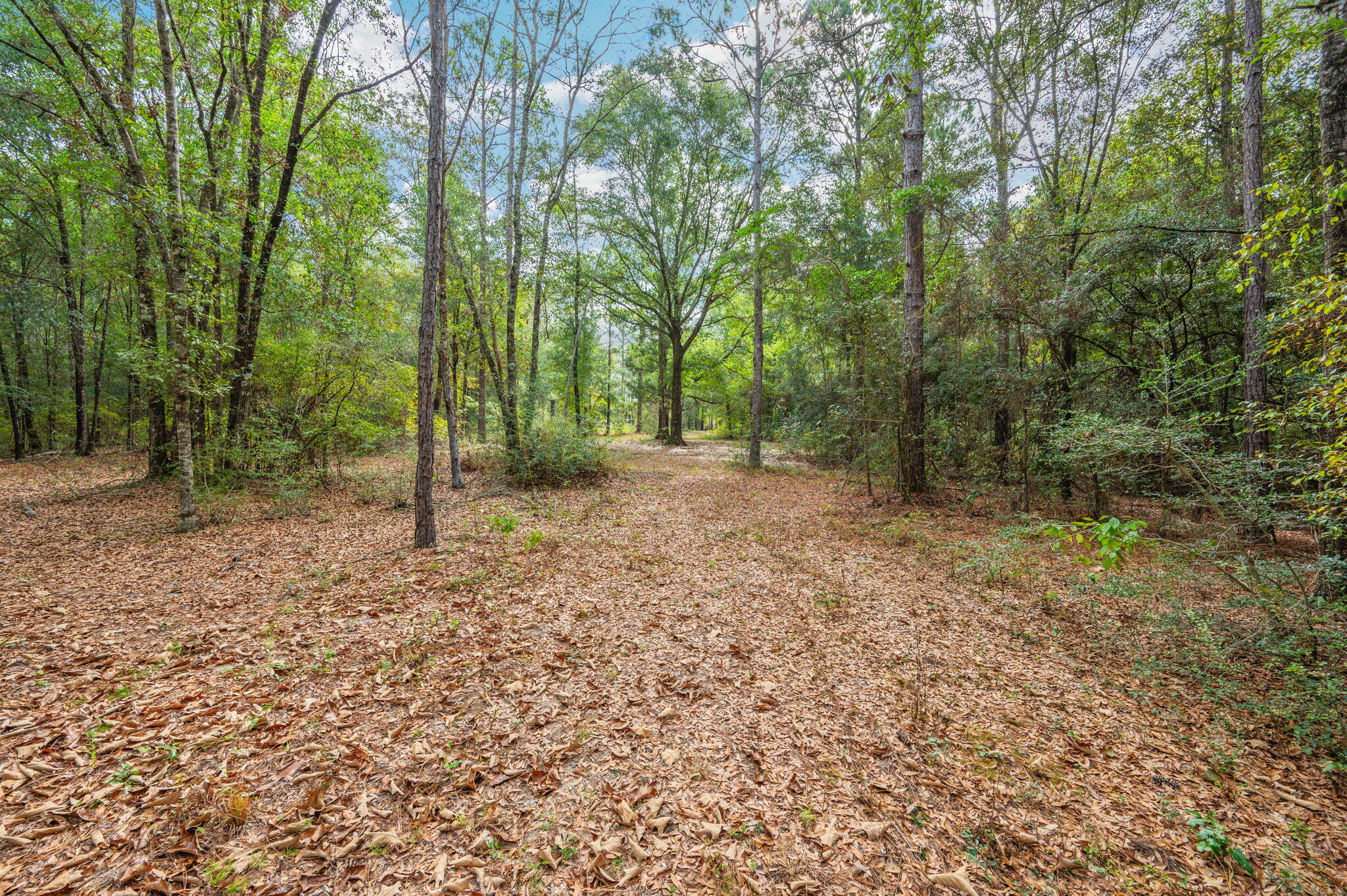 25727 Fifth Avenue Florala, AL 36442 - Photo 29 of 43 a view of a forest with trees in the background
