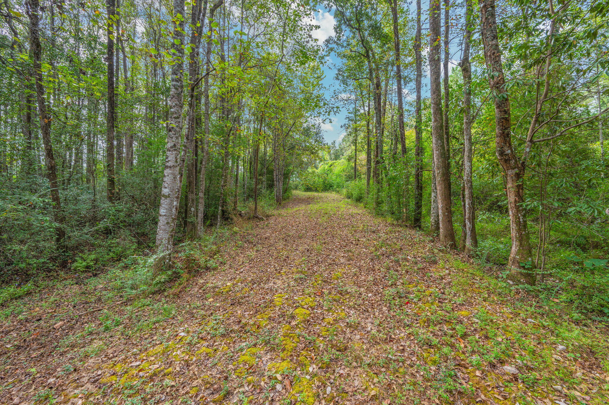 25727 Fifth Avenue Florala, AL 36442 - Photo 30 of 43 a view of a forest with trees