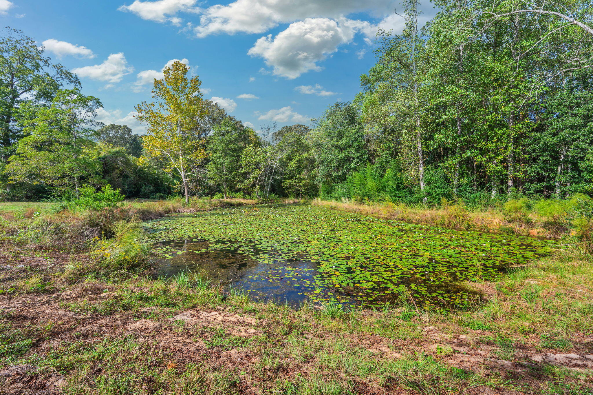 25727 Fifth Avenue Florala, AL 36442 - Photo 3 of 43 a view of a field with a tree