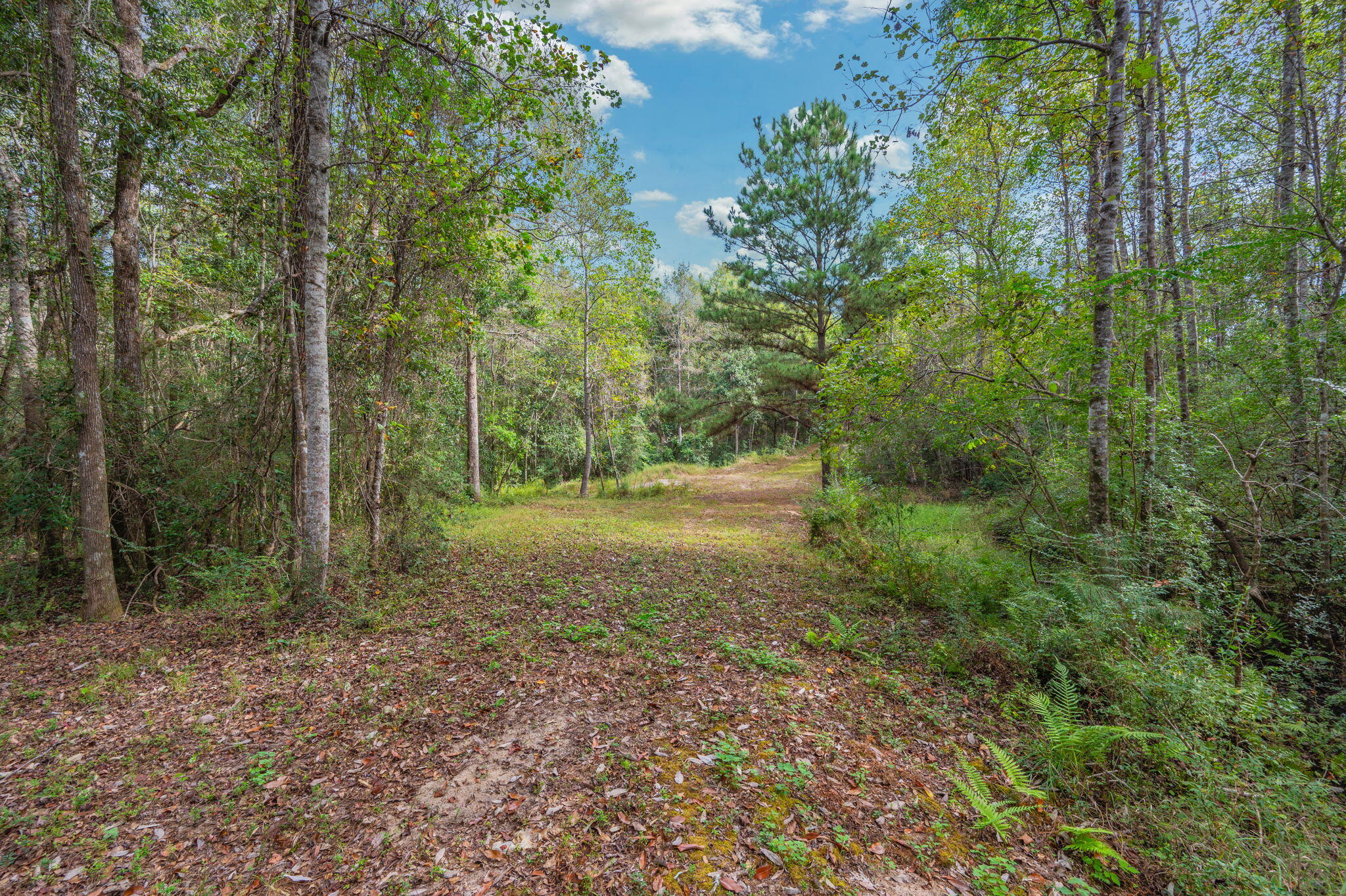 25727 Fifth Avenue Florala, AL 36442 - Photo 31 of 43 a view of a forest with trees in the background