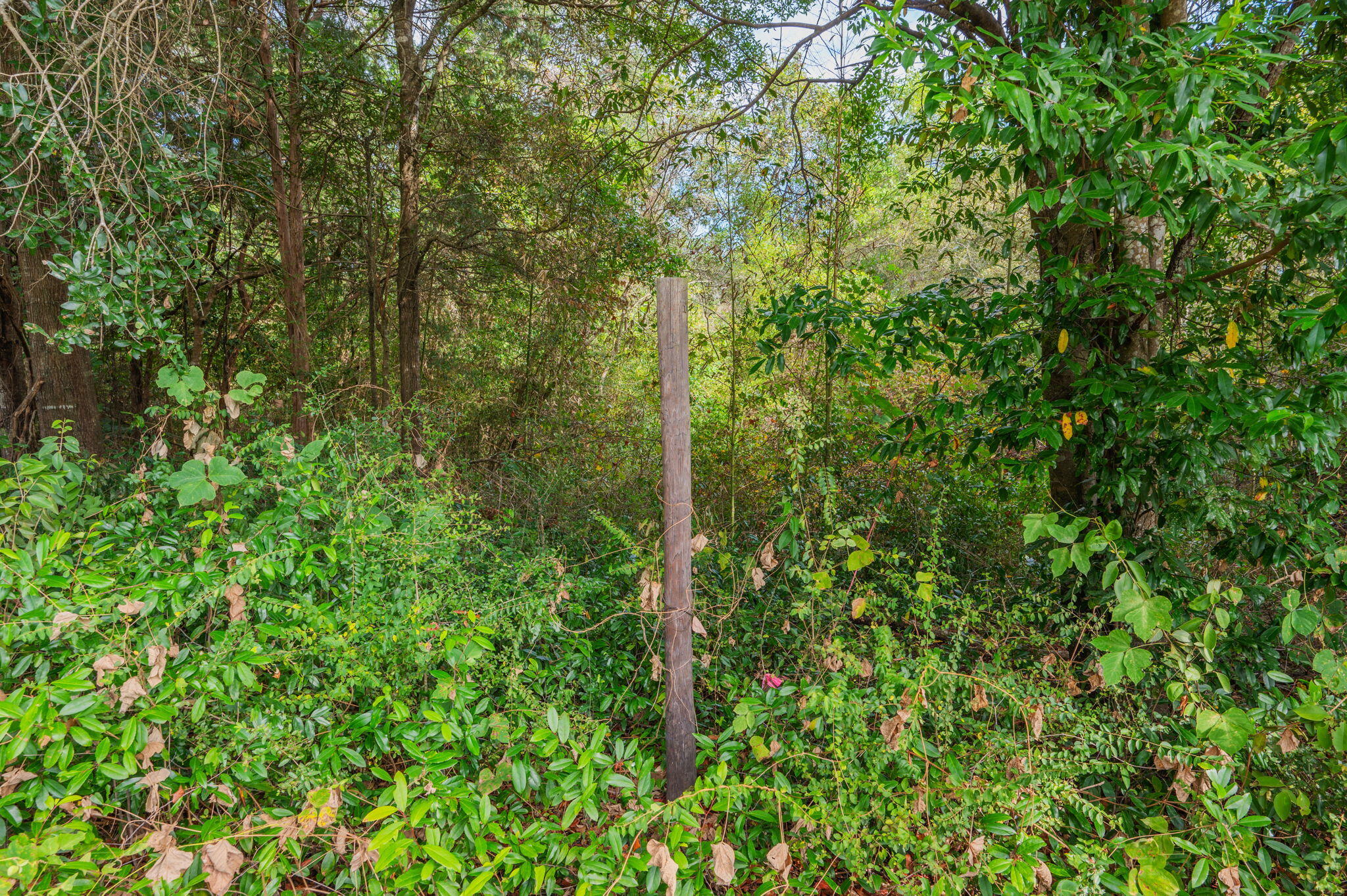 25727 Fifth Avenue Florala, AL 36442 - Photo 32 of 43 a close up of a tree