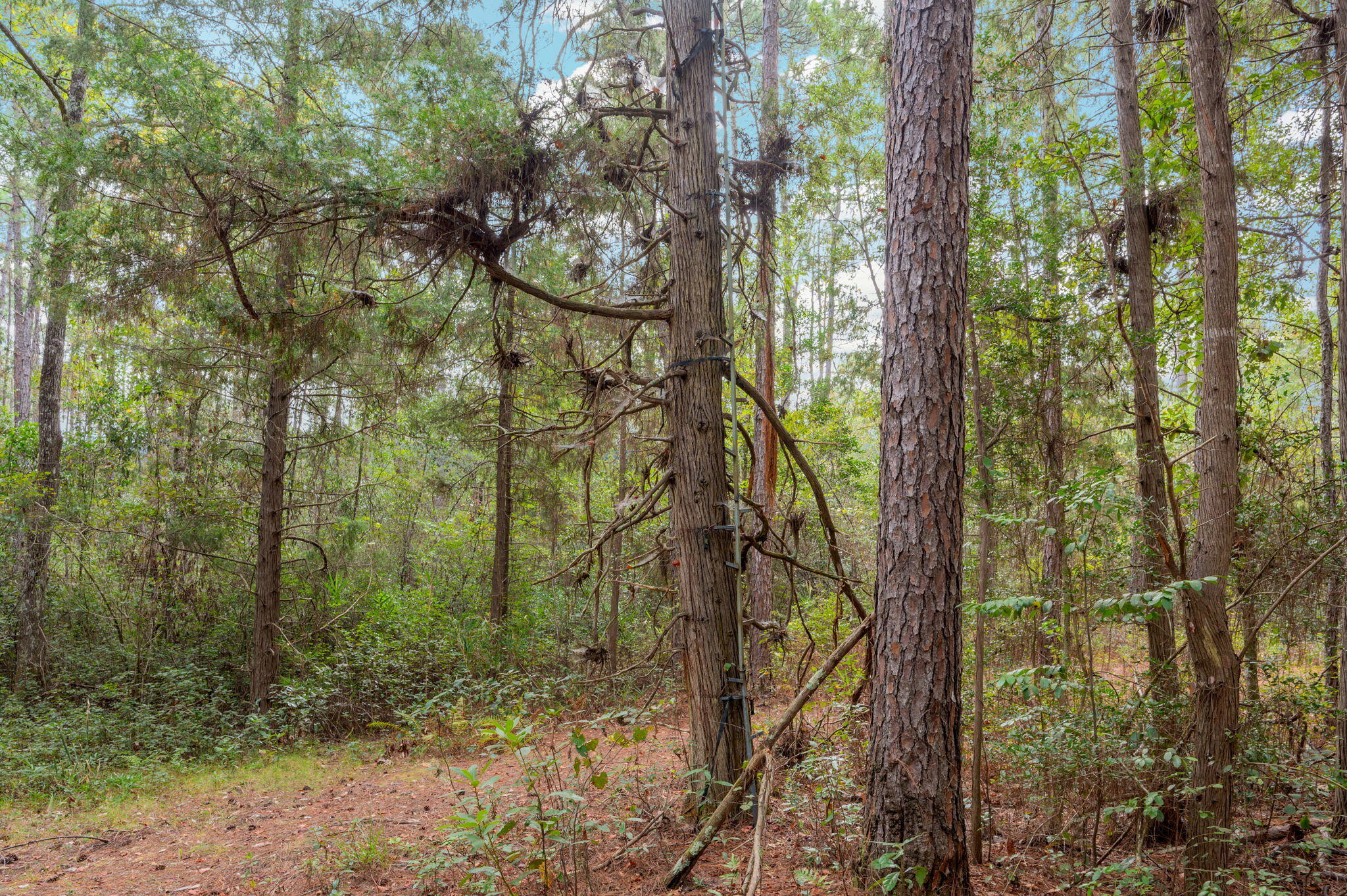 25727 Fifth Avenue Florala, AL 36442 - Photo 33 of 43 a view of a forest filled with trees