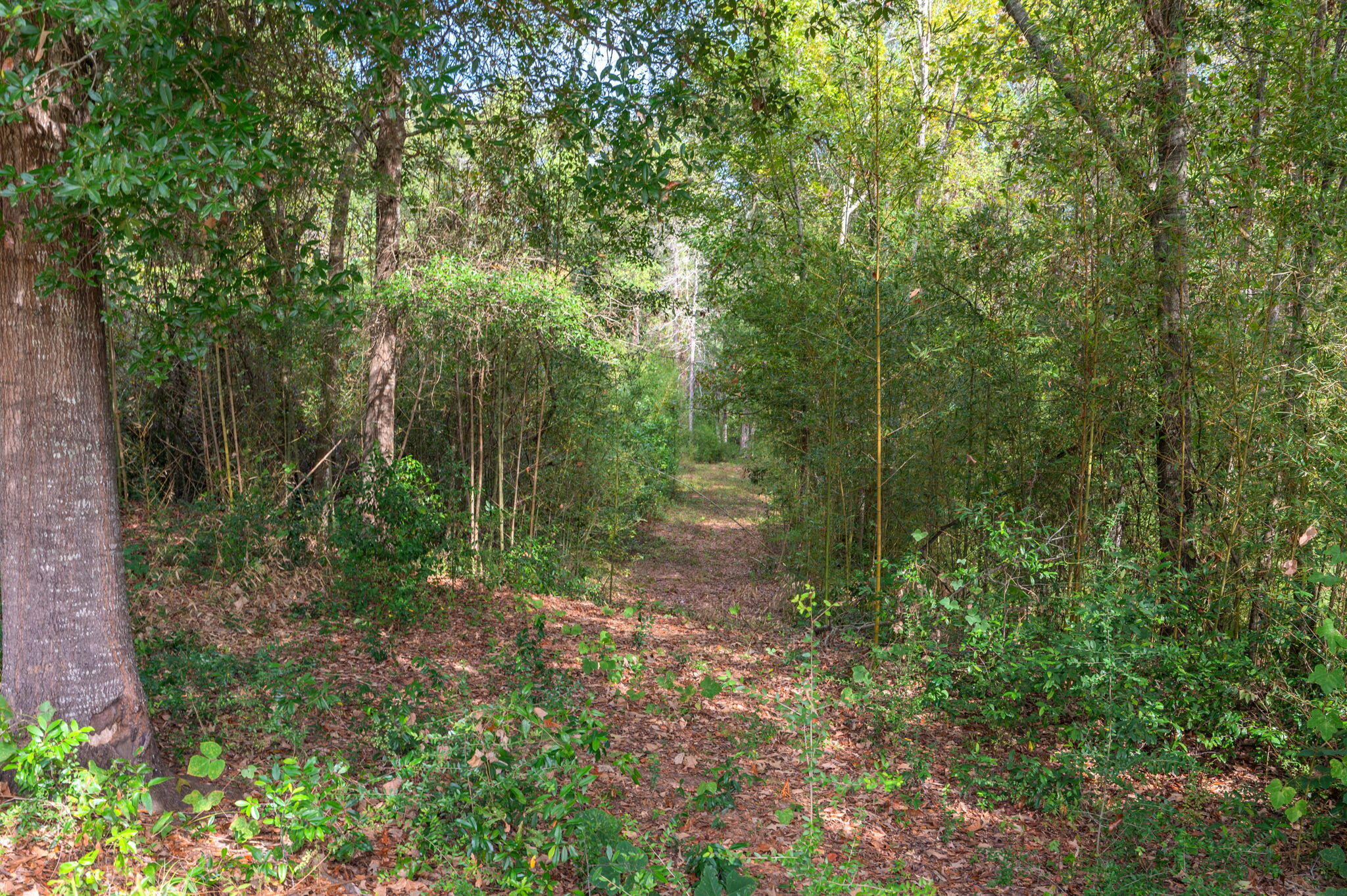 25727 Fifth Avenue Florala, AL 36442 - Photo 34 of 43 a view of a forest with trees in the background