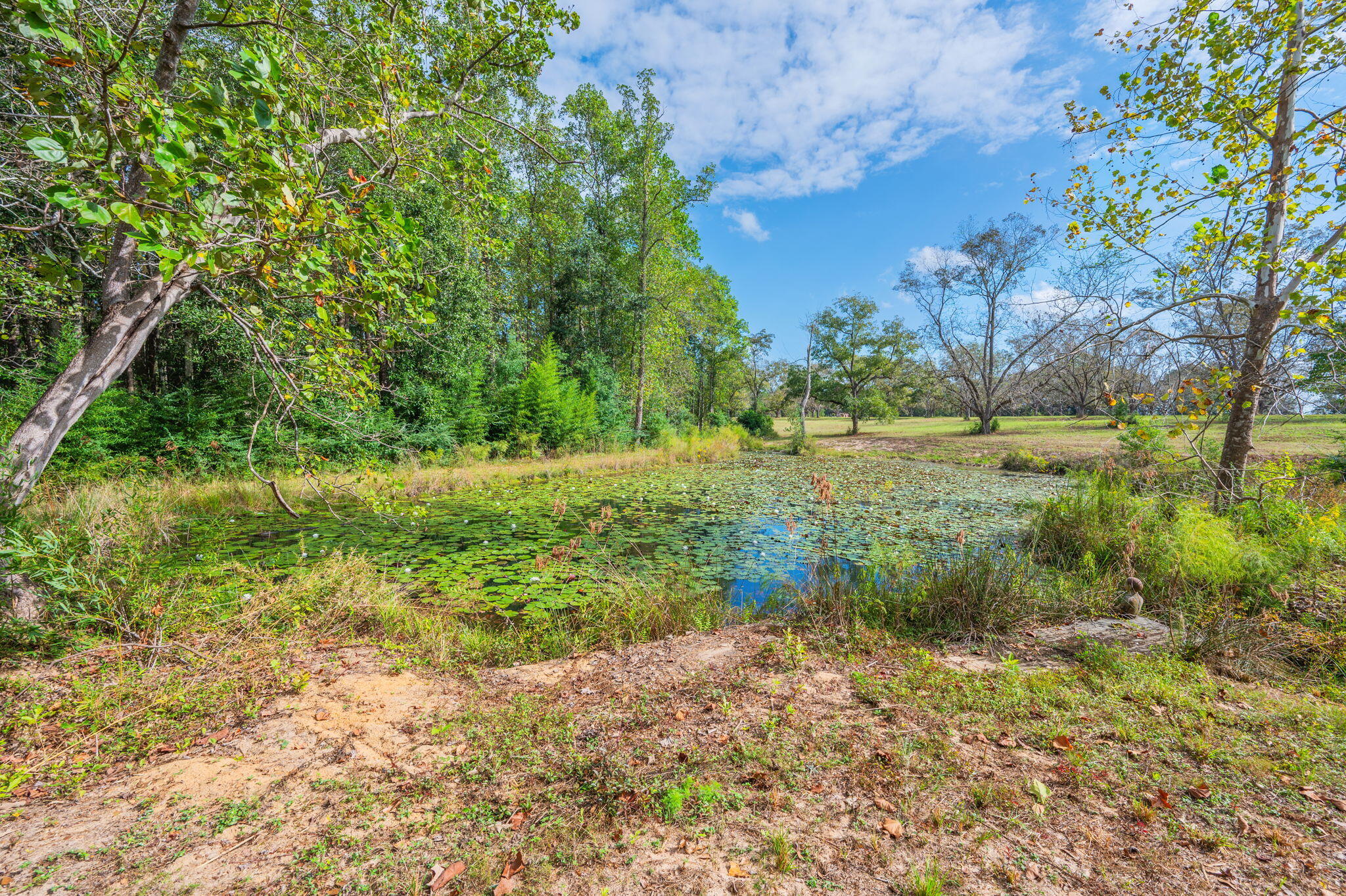 25727 Fifth Avenue Florala, AL 36442 - Photo 35 of 43 a big yard with lots of green space and house in the back