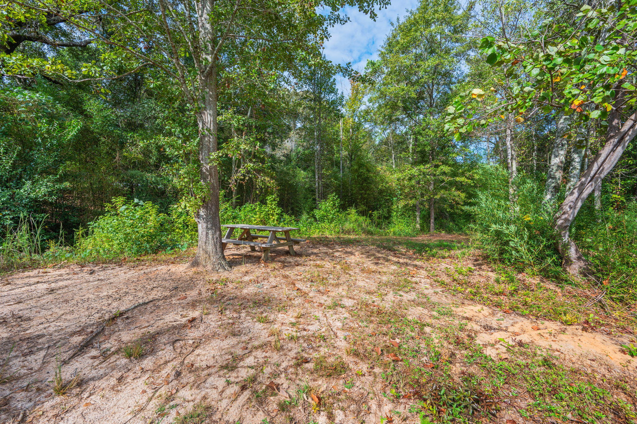 25727 Fifth Avenue Florala, AL 36442 - Photo 37 of 43 a view of backyard with green space