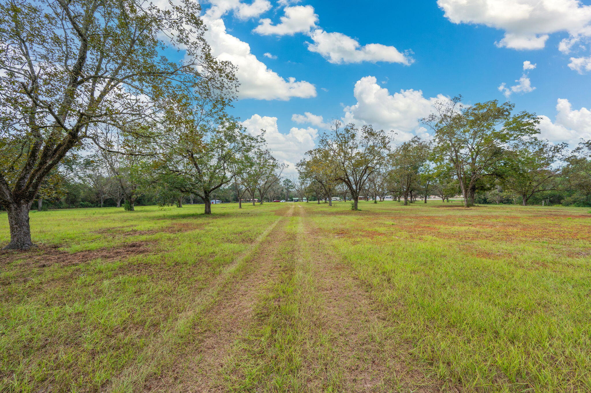 25727 Fifth Avenue Florala, AL 36442 - Photo 5 of 43 a view of a green field