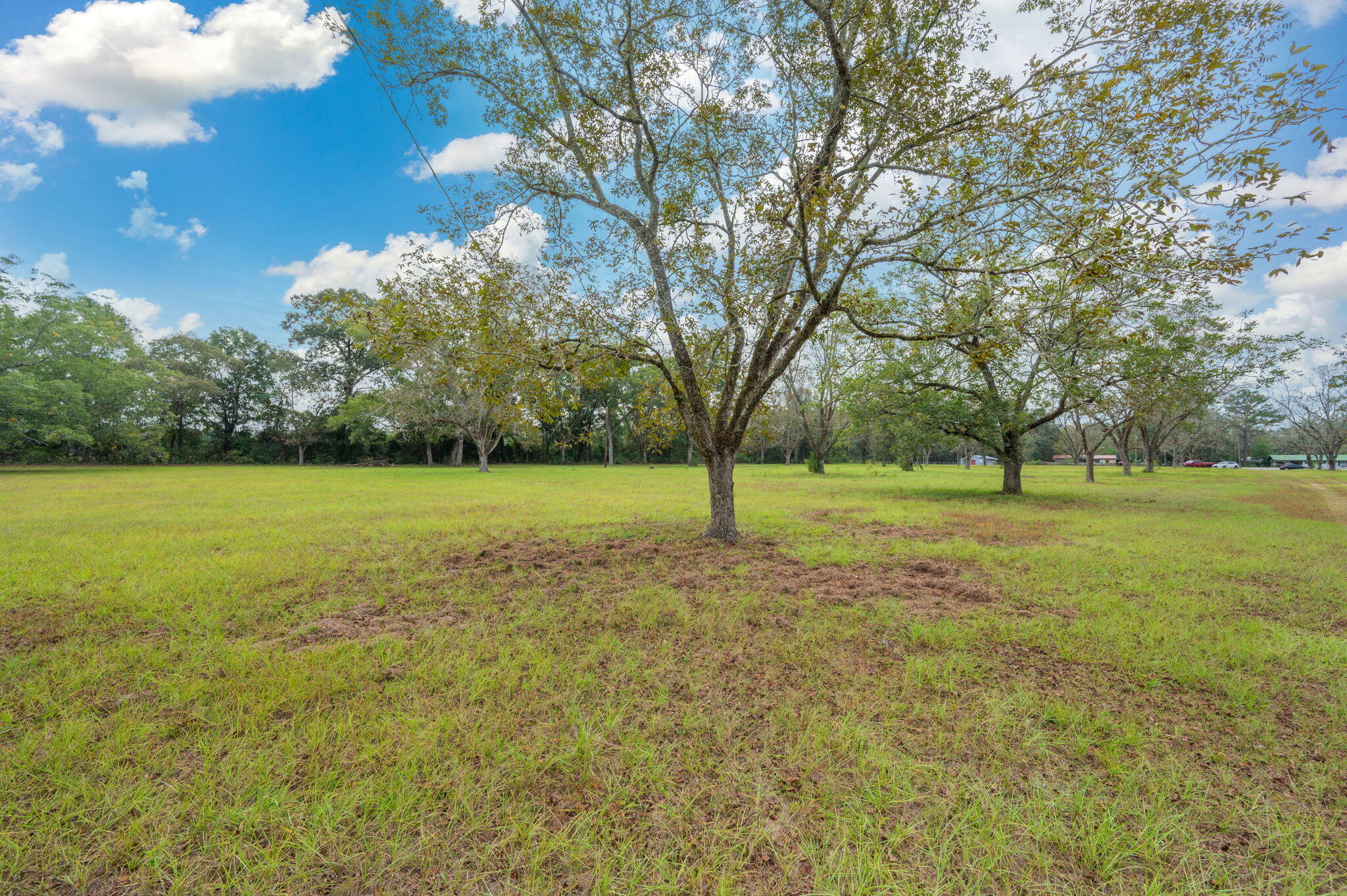 25727 Fifth Avenue Florala, AL 36442 - Photo 7 of 43 a view of a field with tree in it