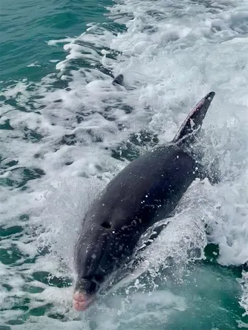 $18,000 | 988 Boulevard Of The Arts, Unit 109, Sarasota, FL 34236