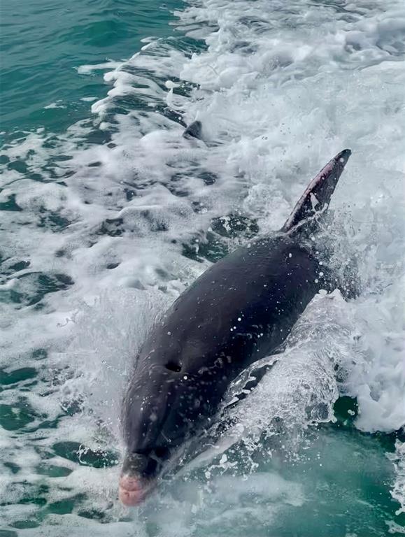 988 Boulevard Of The Arts, Unit 109 Sarasota, FL 34236 - Photo 53 of 92