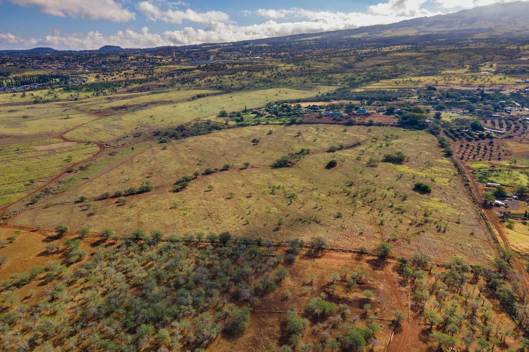 2900 Omaopio Road Kula, HI 96790 - Photo 9 of 10 Gallery Image 9