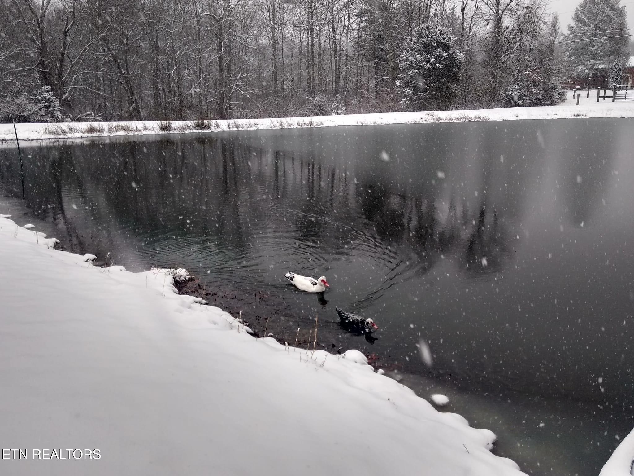 122 Frankfort Road Lancing, TN 37770 - Photo 60 of 60 Winter Pond and Ducks